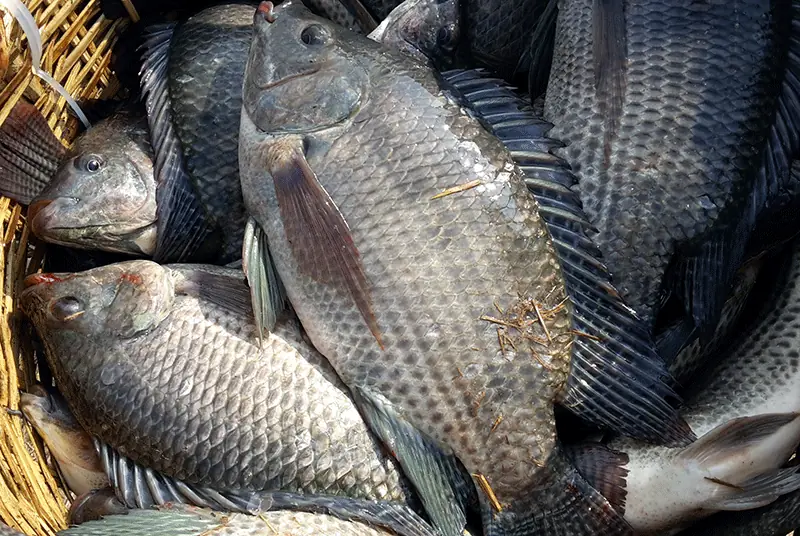 Should You Eat Tilapia? What Nutrition Experts Want You to Know