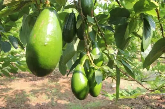 Doctors Explain What Eating Avocado Regularly May Do to Your Body