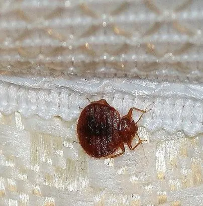 Bed Bug Bites: How to Recognize the Signs and Protect Your Home