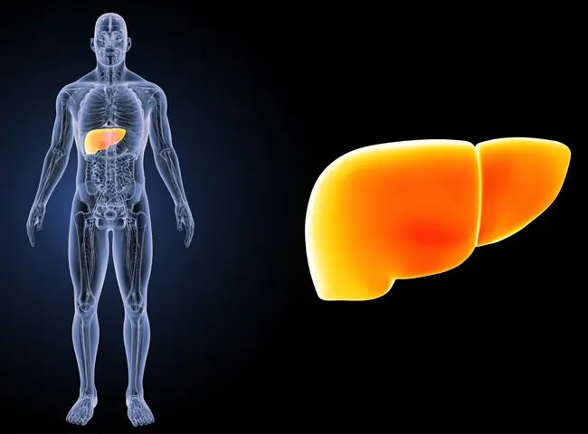 What Are the Early Signs of Fatty Liver? Here Are 9 to Watch For