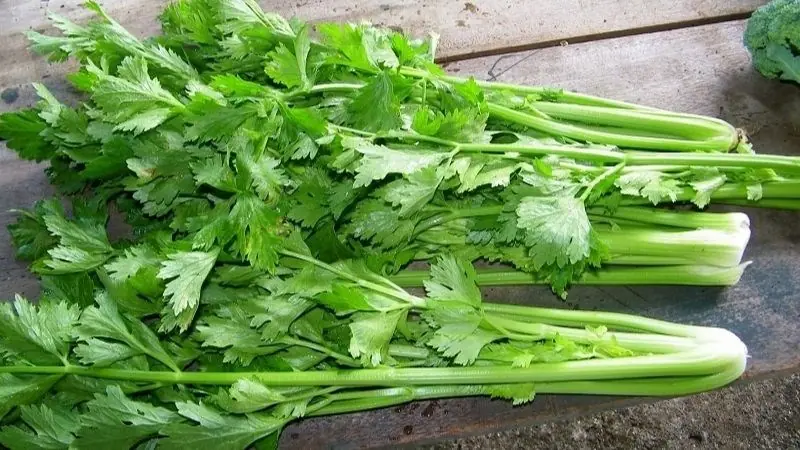 Not Everyone Should Eat Celery: 5 Groups That May Need to Limit It