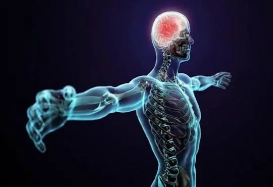 9 Important Nutrients That May Support Your Nervous System