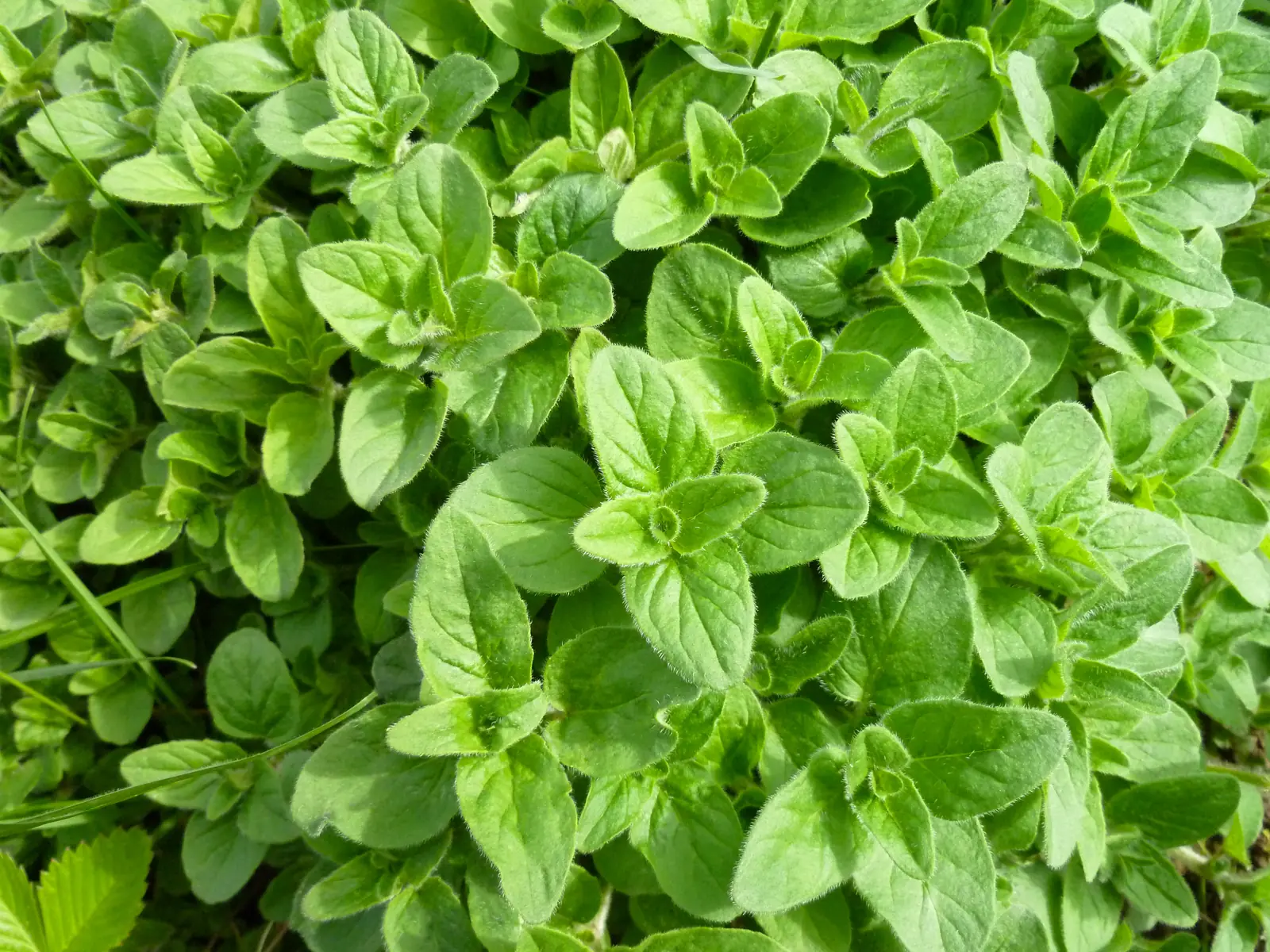 10 Flavorful Spices That Can Be Part of a Heart-Healthy Eating Pattern