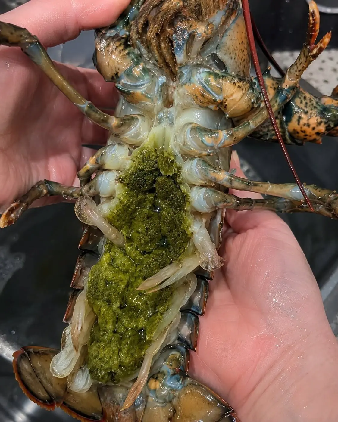 The Mystery of Lobster's Green Goodies (And Why It's Actually a Delicacy)
