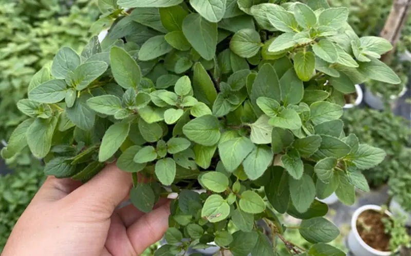 You've Probably Been Overlooking One of Nature's Most Underrated Herbs
