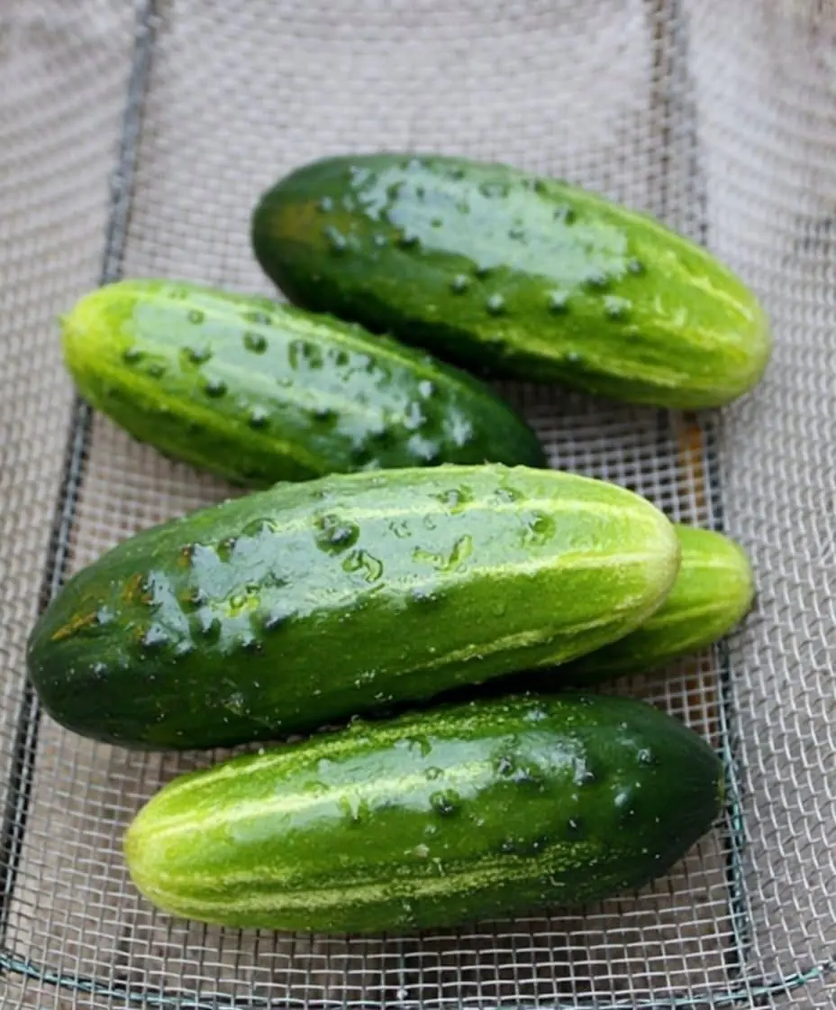 Doctors Reveal What Eating Cucumbers in Salads May Do to Your Body