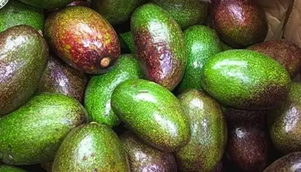 What Could Happen If You Eat Avocados Every Day? Doctors Reveal the Truth