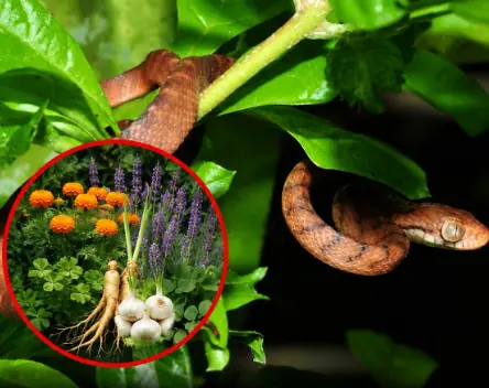 4 Common Garden Plants That May Attract Snakes — And 3 That Can Help Keep Them Away