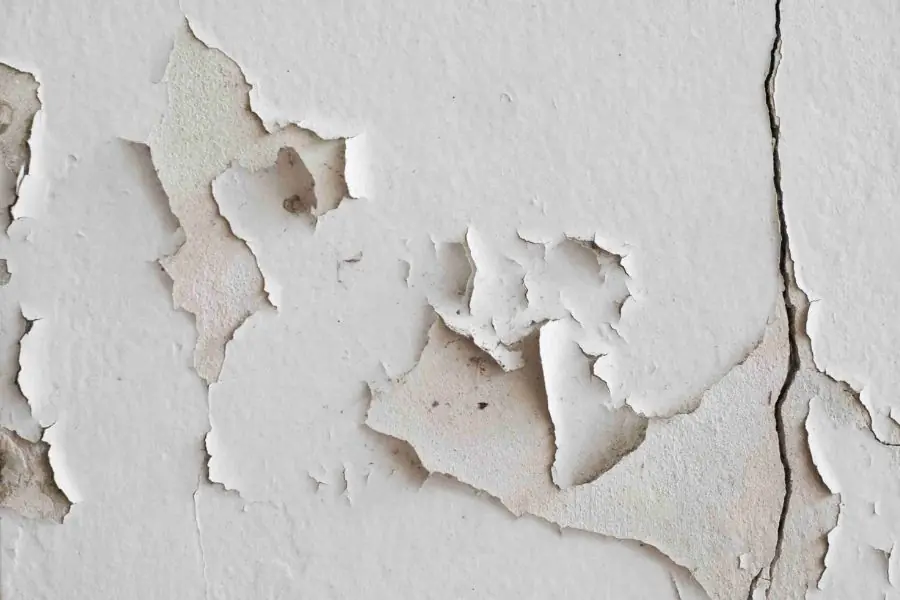 The Best Ways to Fix Moldy and Peeling Walls Without Damaging Your Home