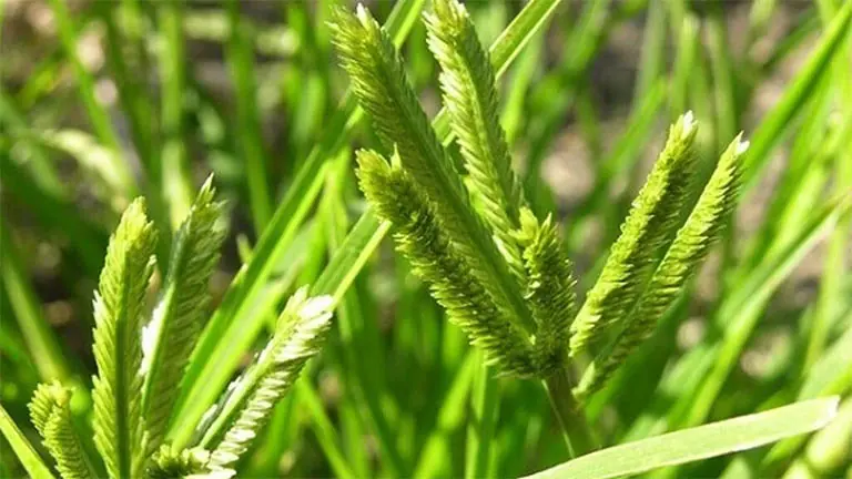 Goosegrass: An Unassuming Plant with Fascinating Traditional Health Uses