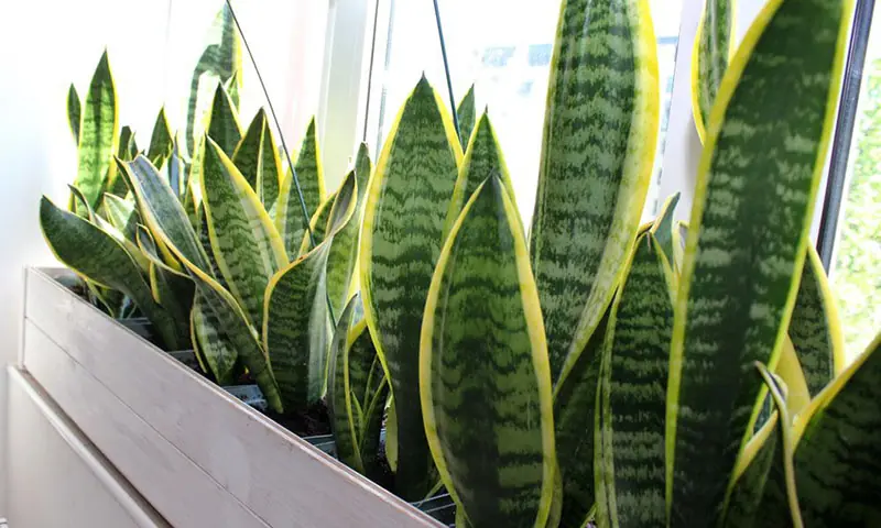 Thinking About Keeping a Snake Plant in Your Bedroom? Here's What to Know