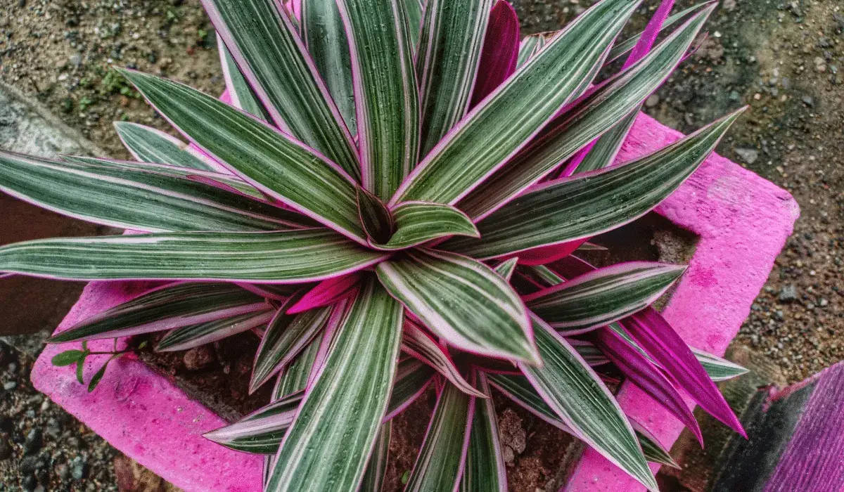 Purple Maguey Plant: What It Is, How It's Traditionally Used, and Its Potential Benefits