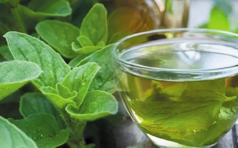 Pennyroyal Oregano: Nutrition, Traditional Uses, and Potential Health Benefits