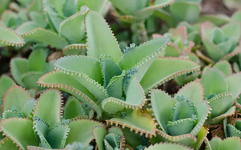 Kalanchoe: The Remarkable Houseplant with Powerful Traditional Medicinal Uses