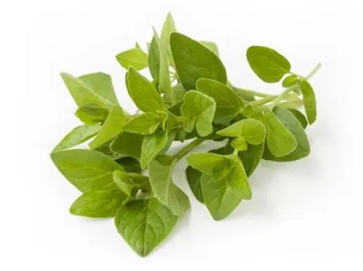 This Common Herb Could Offer More Than Just Flavor — What to Know About Oregano’s Potential Benefits