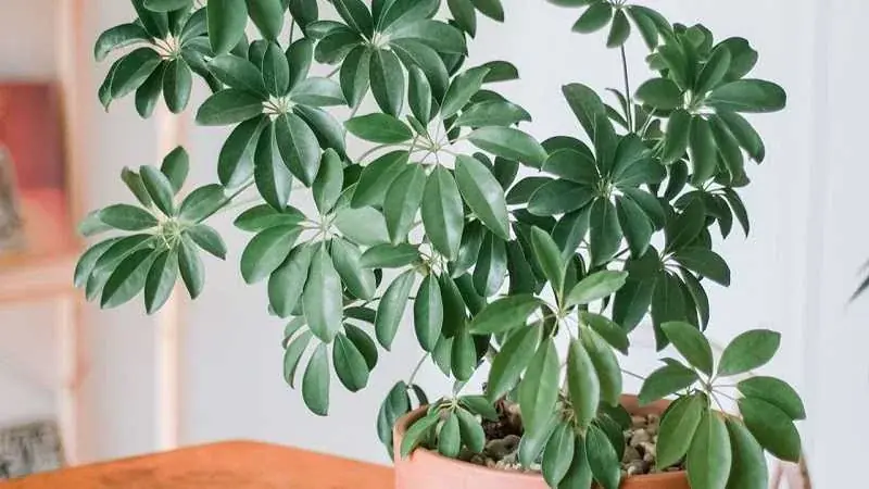 10 Aromatic Plants That May Help Reduce Mosquitoes in Your Garden and Home