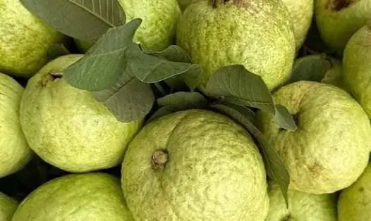 Before You Eat Guava Regularly, Here’s What You Should Know