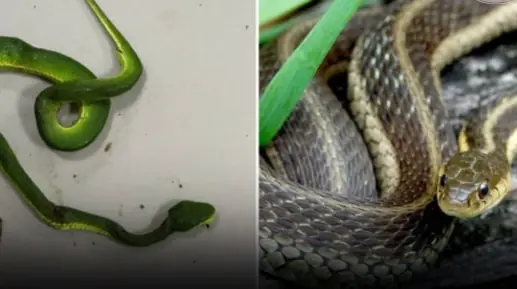 If You’re Noticing More Snakes Near Your Home, These 3 Simple Prevention Tips May Help