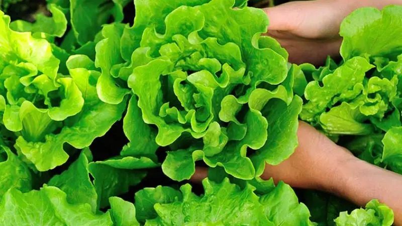 Before You Eat These 7 Vegetables Raw, Learn How to Reduce the Risk of Parasites and Contamination