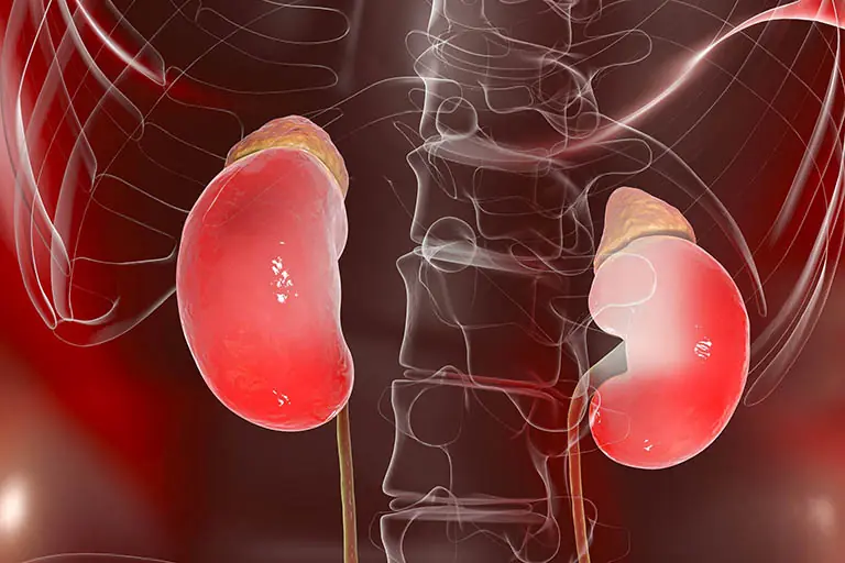 Recognizing the Early Signs of Kidney Problems: Simple Steps to Support Kidney Health
