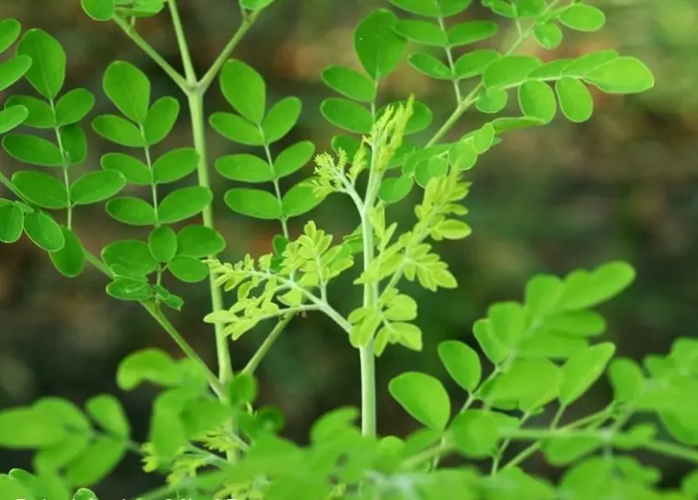 Looking for More Calcium? Don't Overlook This Everyday Vegetable