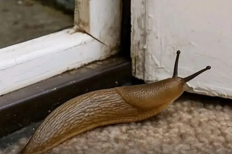 Did you know that when a SLUG visits your house it means that you have...See more