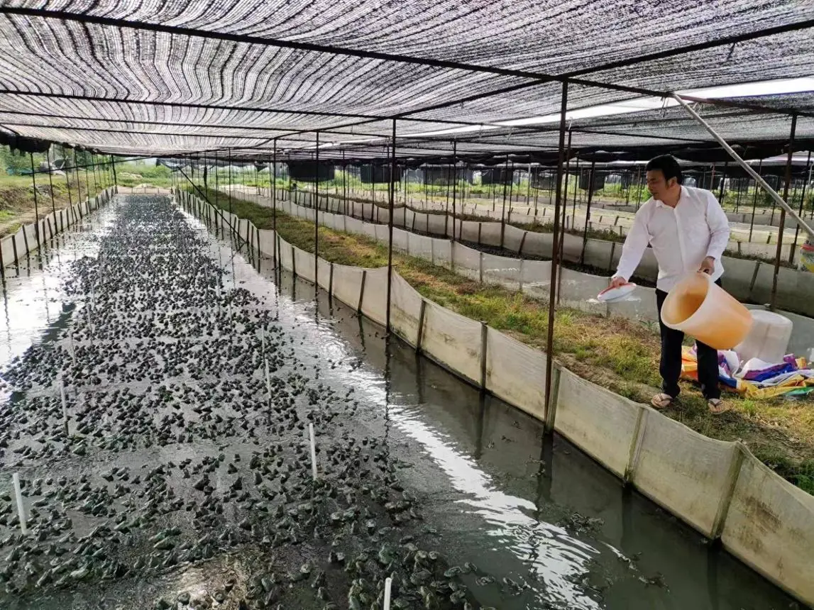 Should You Eat Frog Meat? What Every Family Should Know Before It Reaches the Dinner Table