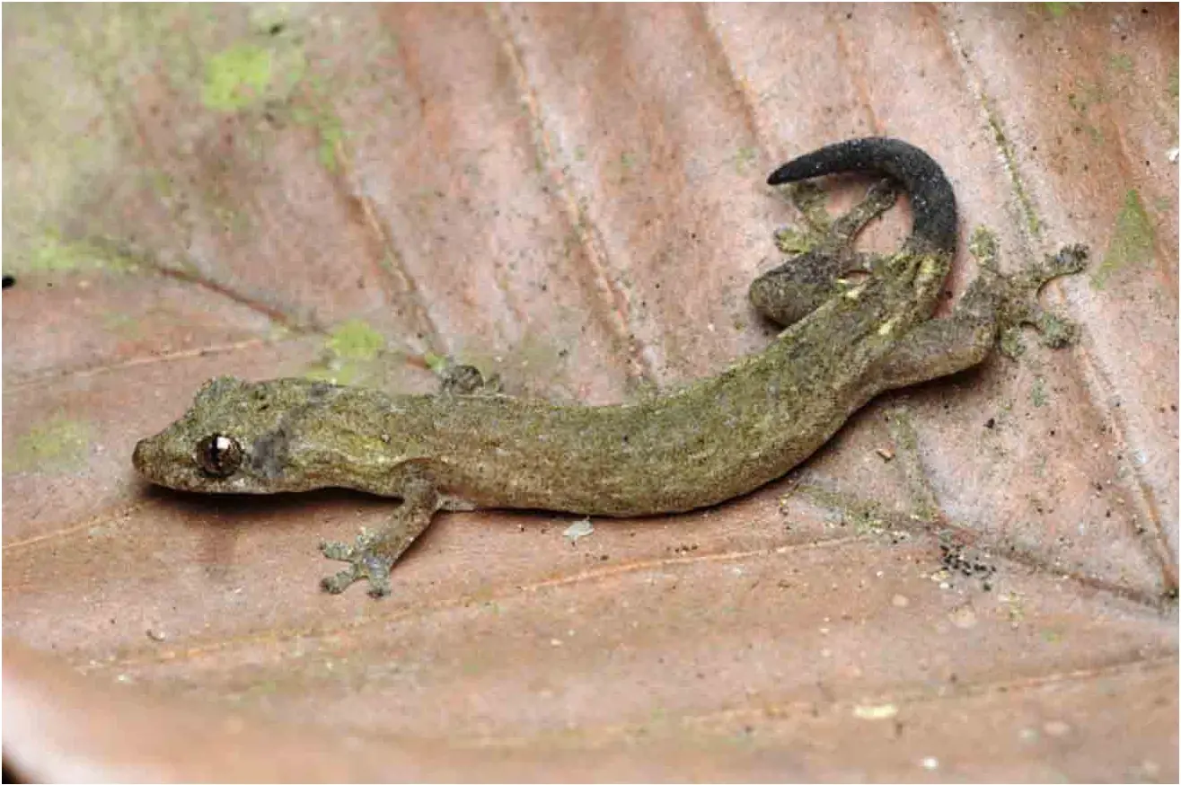 Have You Ever Wondered Why a Lizard Enters Your Home? Here's What Some Traditions Say