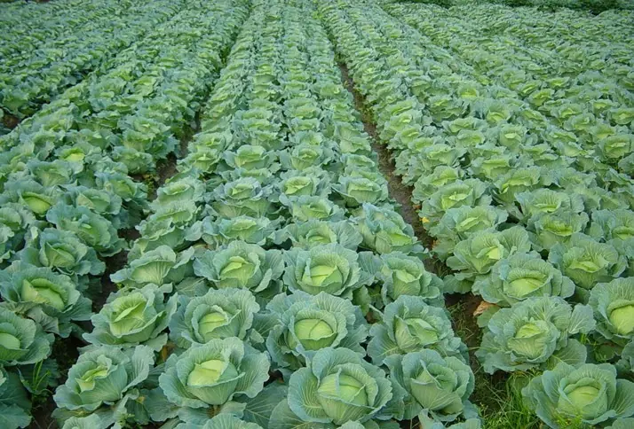 4 Groups of People Who May Need to Limit Their Cabbage Intake