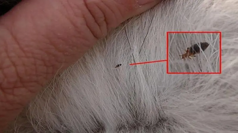 Ticks on Dogs Can Pose Health Risks: Prevention Tips Every Owner Should Know