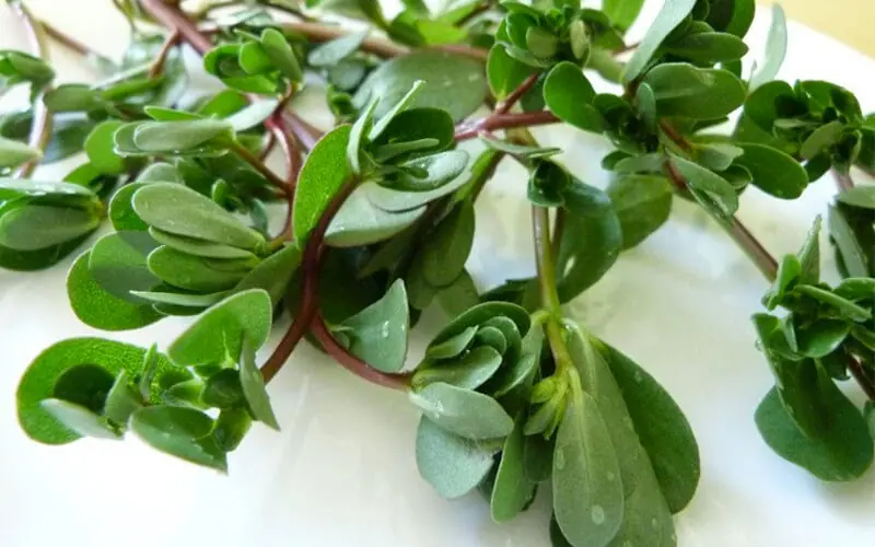 Purslane: 9 Surprising Benefits That May Change How You See This Common Plant