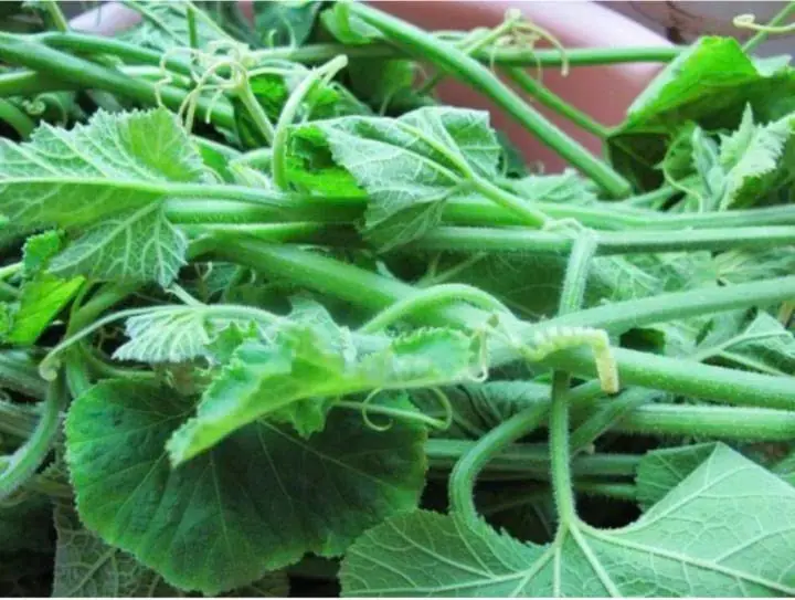 These 5 Vegetables May Not Be as Healthy as You Think - If Handled Incorrectly