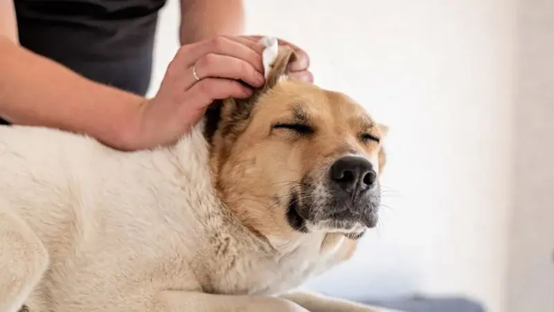 15 Common Signs Your Dog May Be in Its Final Stage of Life