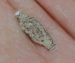 Found These Bugs Inside Your Home? Before You Get Rid of Them, Here’s What to Know