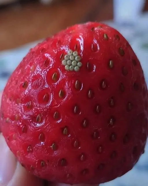 Why Tiny White Worms Come Out of Strawberries in Salt Water—and Whether They're Still Safe to Eat