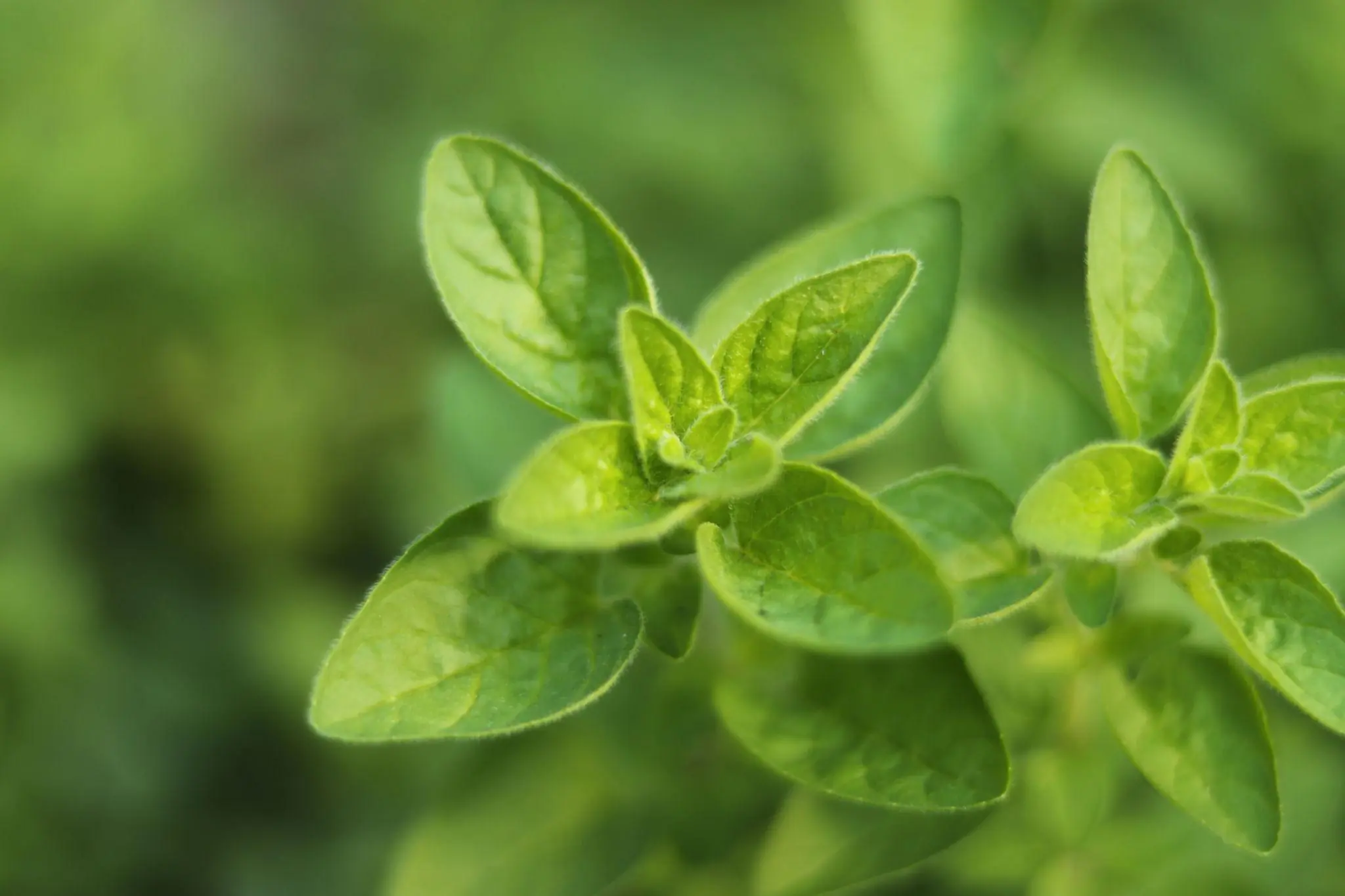 Just 1 oregano leaf per day and you won't suffer from any more...See more