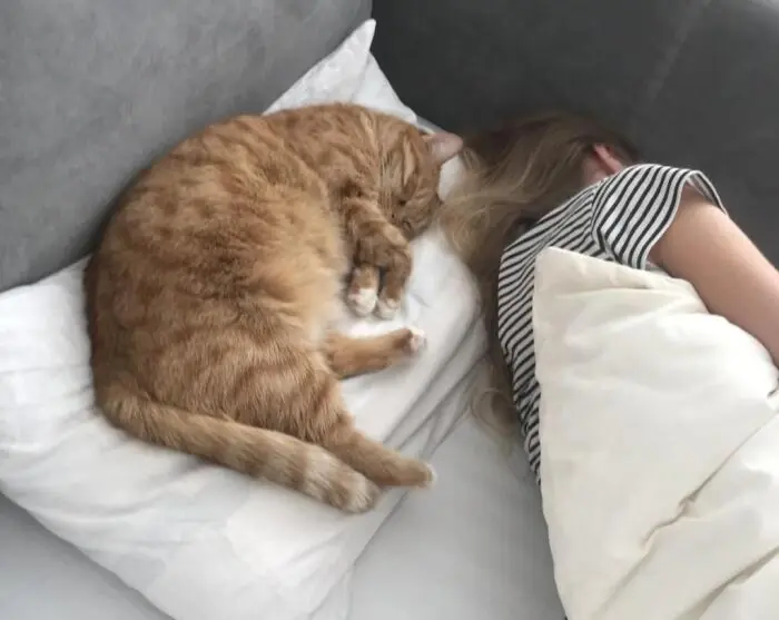 Why Does Your Cat Sleep on Your Pillow? The Real Reasons May Surprise You