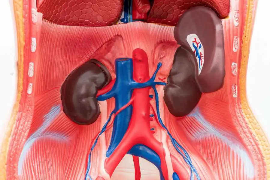 Is Your Spleen Trying to Tell You Something? 9 Symptoms to Watch For
