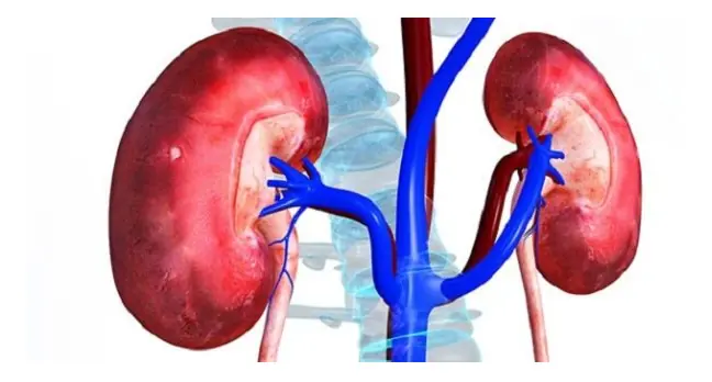 Is Your Kidney Health at Risk? Early Symptoms and Practical Prevention Strategies