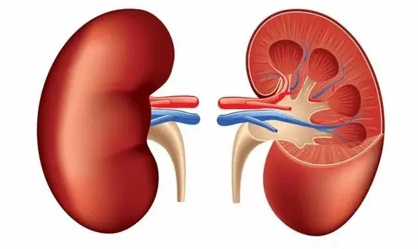 How to Spot Early Signs of Kidney Problems and Protect Your Kidney Health