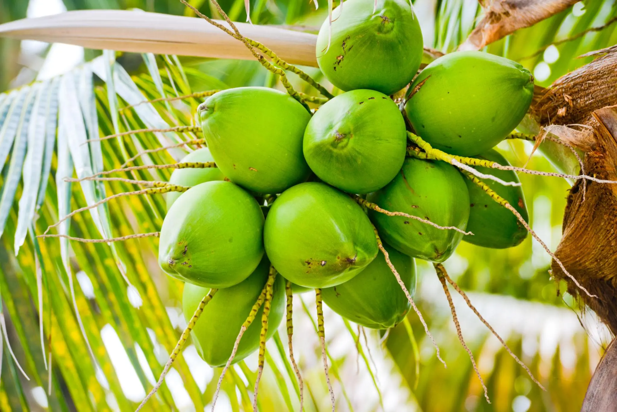 Unexpected Effects of Drinking Coconut Water on an Empty Stomach for 7 Days