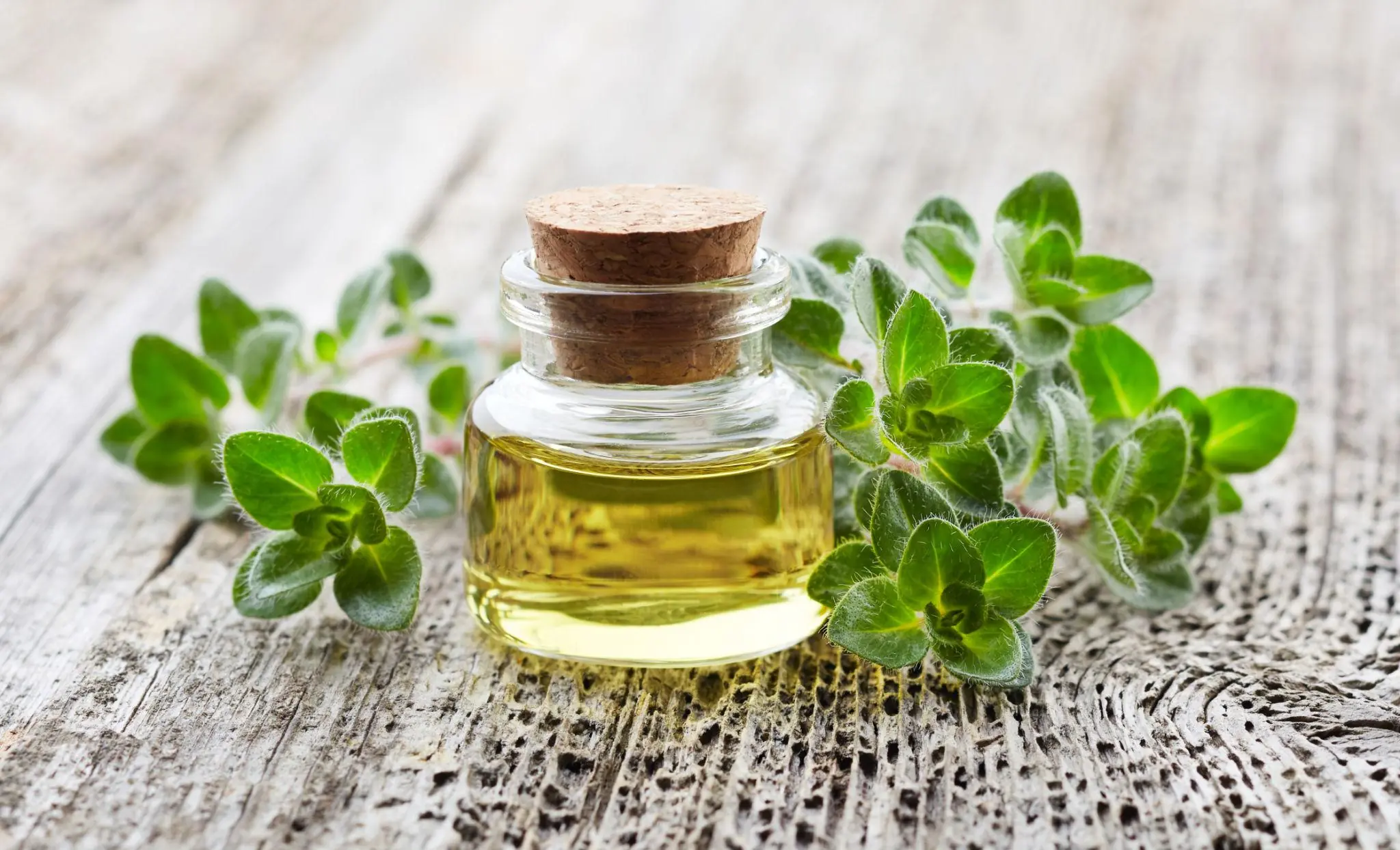 Can This Powerful Herb Really Help Fight Harmful Microbes? Here's What Science Says About Oregano