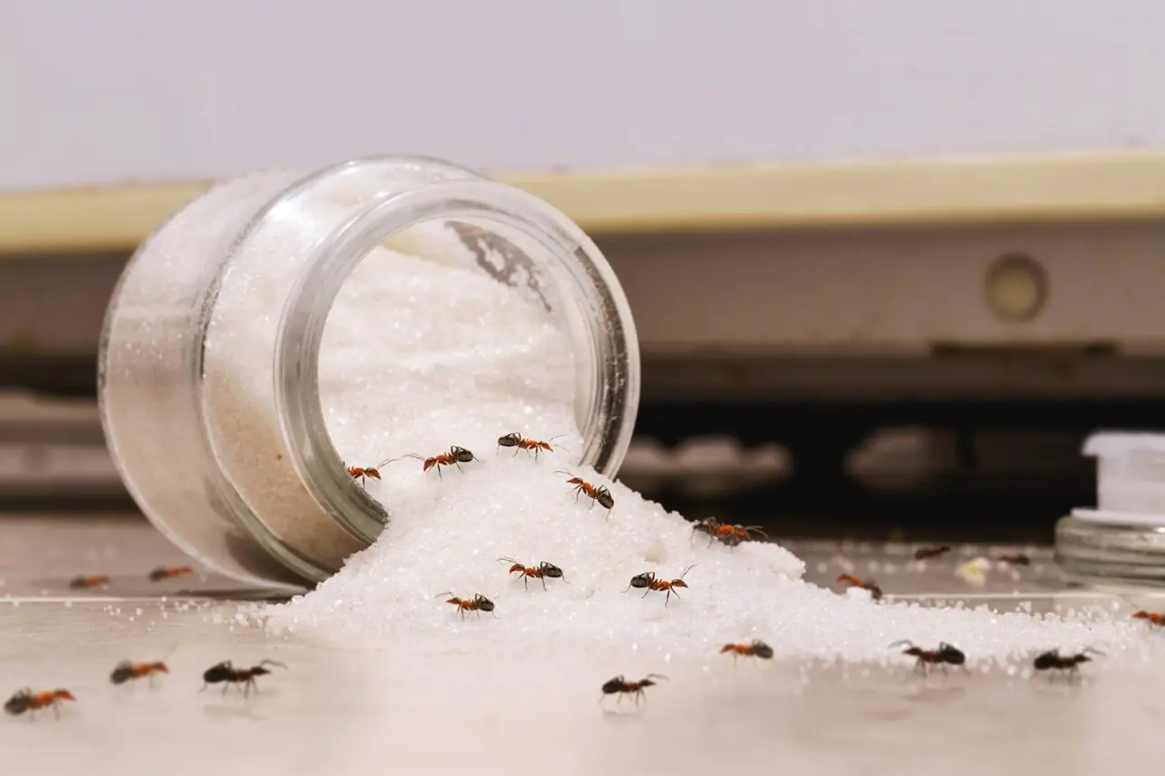 Ants Got Into Your Sugar? Here's a Simple Way to Save It Safely