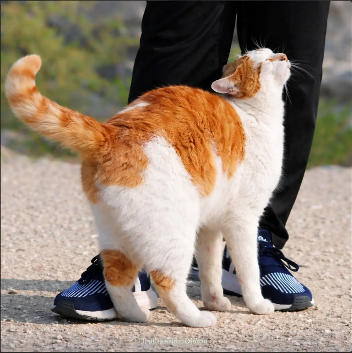 Did you know that a cat rubs against you when it notices you've... See more