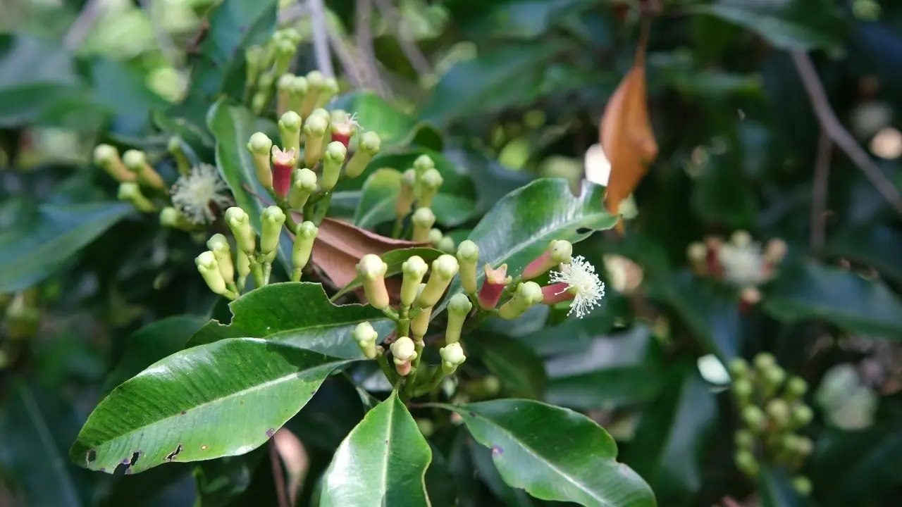 Cloves for Women’s Health: Exploring the Potential Benefits