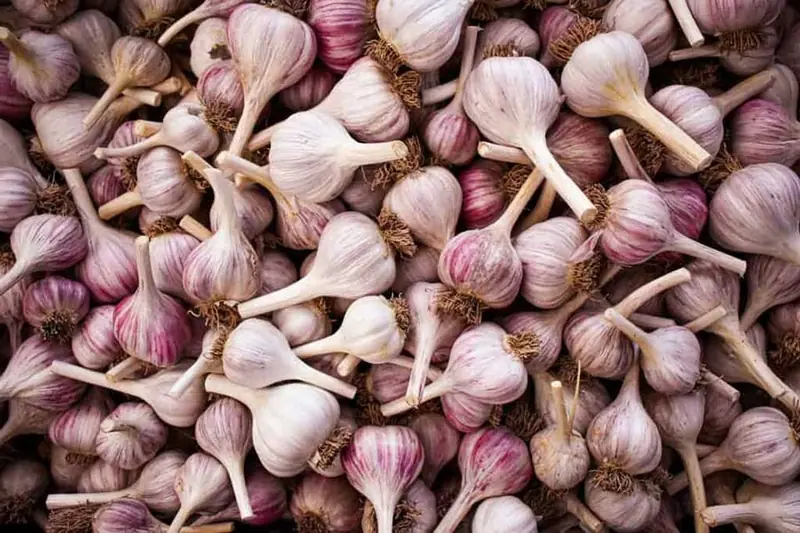 White vs. Purple Garlic: What’s the Difference and Which Is Better?