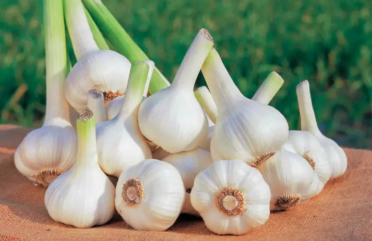 Who Should Be Cautious With Garlic? 7 Groups to Know