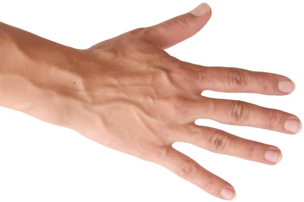 Visible Veins on Your Hands: What Do They Really Mean?
