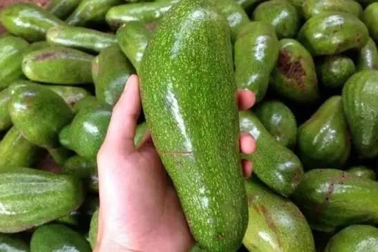 You May Love Avocados, But Your Body Might Not! 5 Groups That Should Be Careful