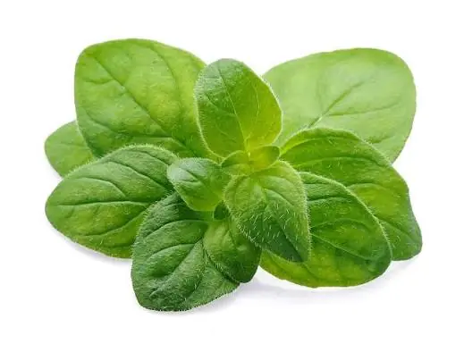 Oregano Isn’t Just a Seasoning — Here’s Why This Powerful Herb Deserves More Attention